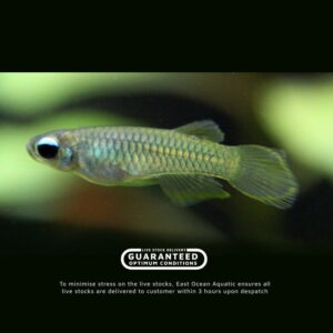 Lamp eye Killi Fish