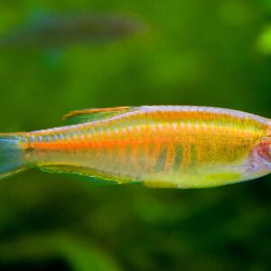 Glowlight Danio