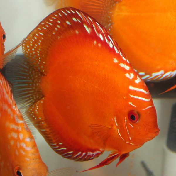 Marlboro Red Discus