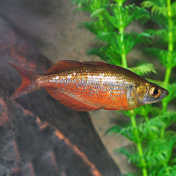Red Rainbowfish