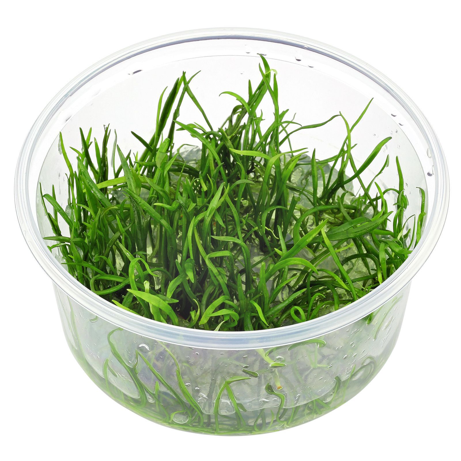 TCulture Lilaeopsis Brasiliensis (TC Cup)