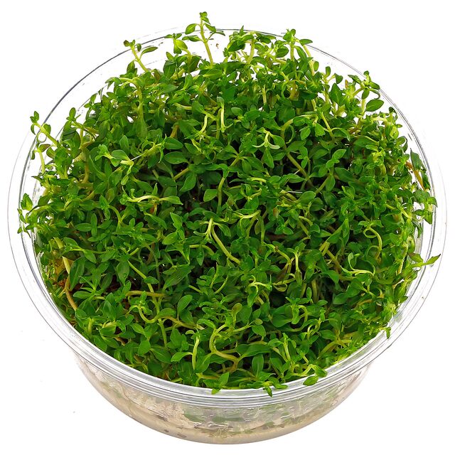 Ludwigia Arcuata (Pot/TC Cup)