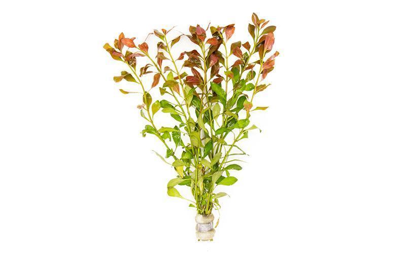 TCulture Ludwigia Repens (Pot)