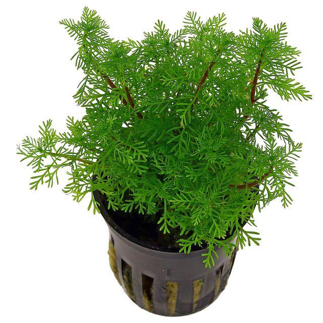 TCulture Myriophyllum Mattogrossense (Pot)