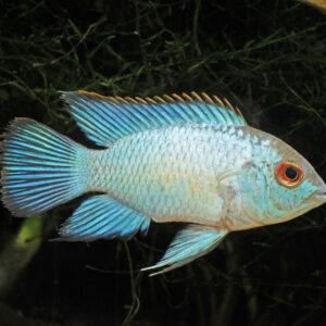 Neon Cichlid