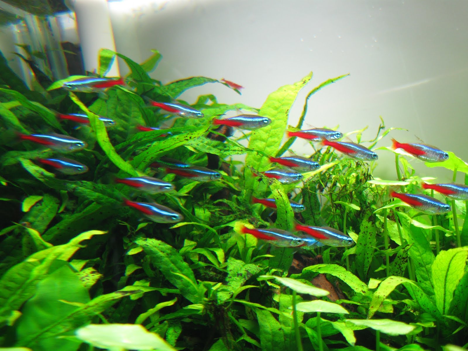 Neon Tetra