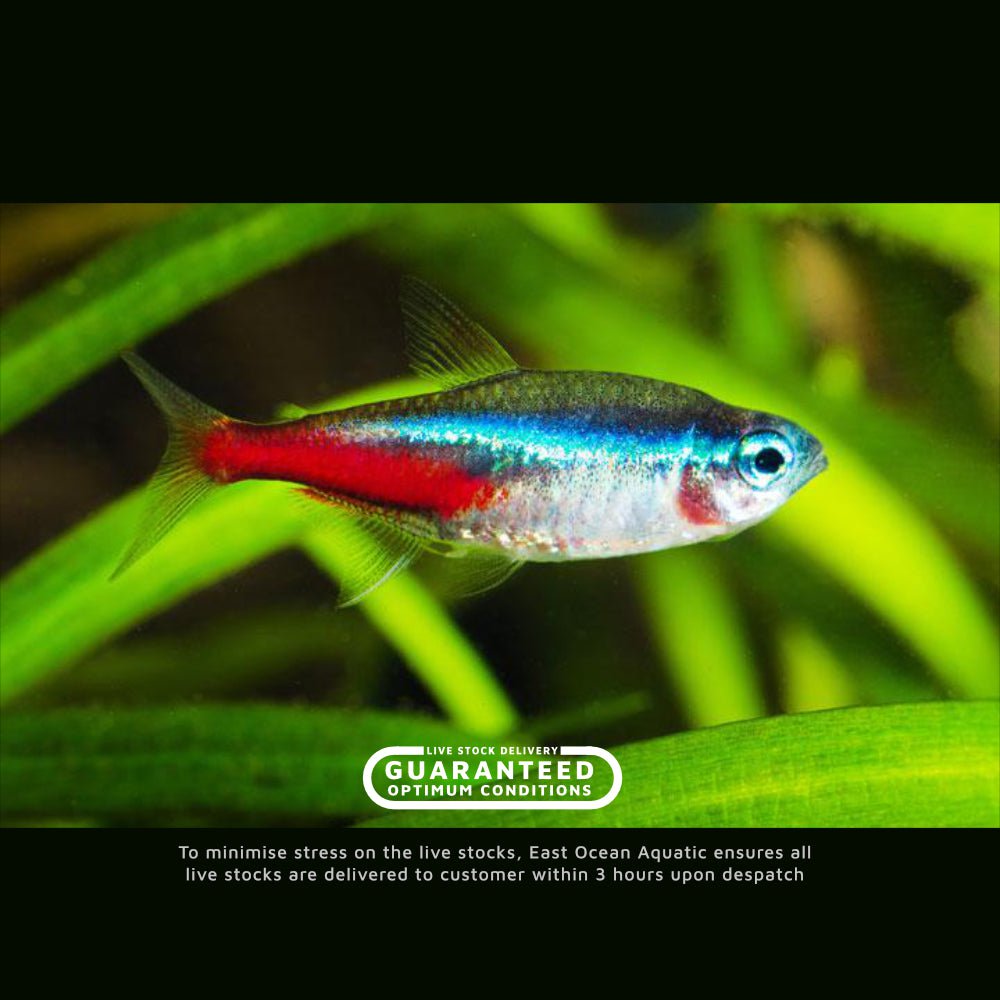 Neon Tetra