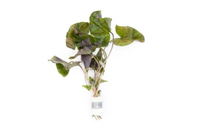 TCulture Nymphaea 'Tiger Lotus Red' (Pot)