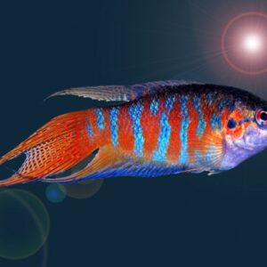Blue paradise fish