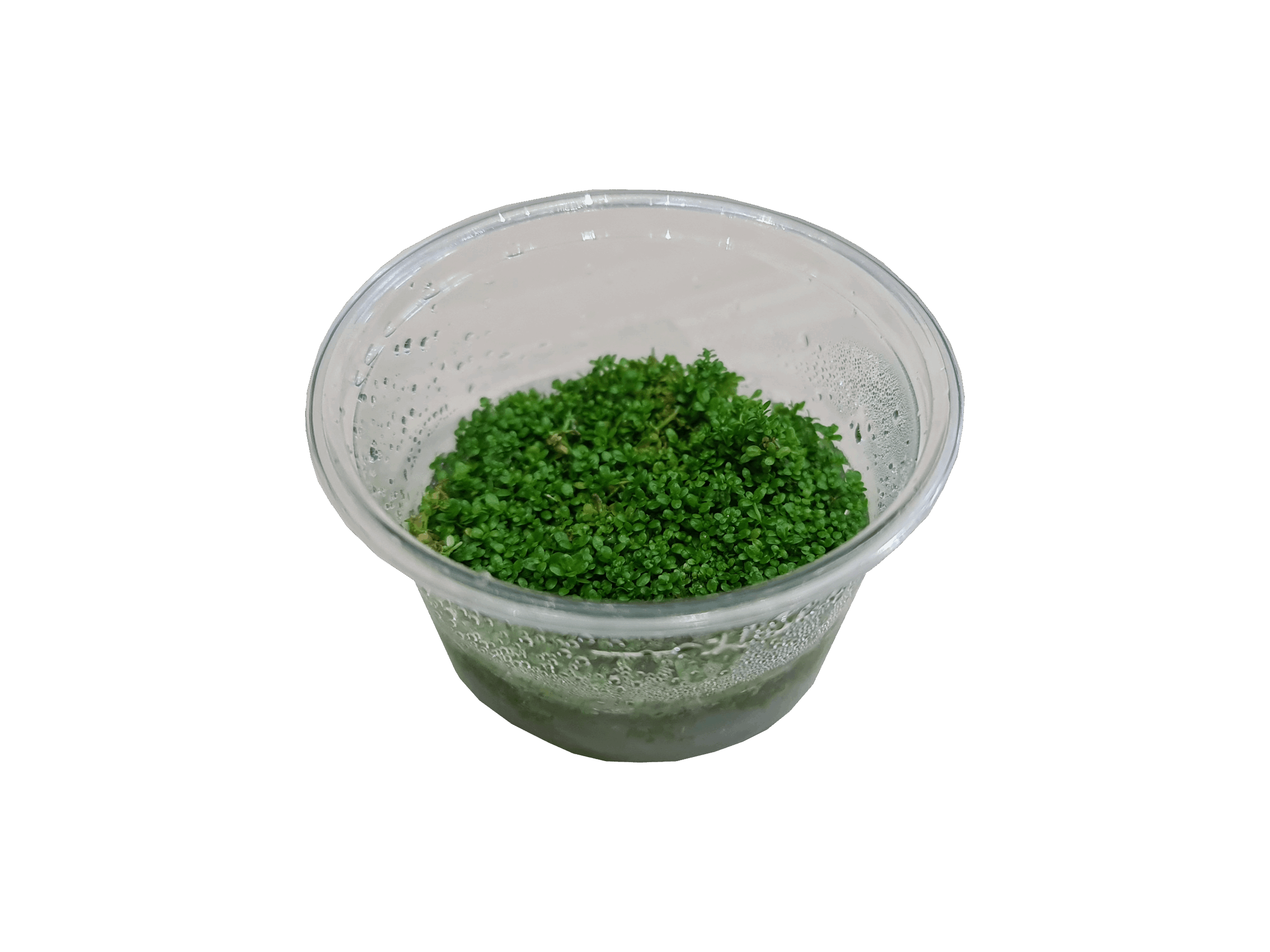 Hemianthus Callitrichoides 'Cuba'