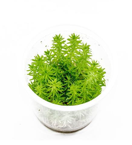 TCulture Pogostemon erectus (Pot/TC Cup)