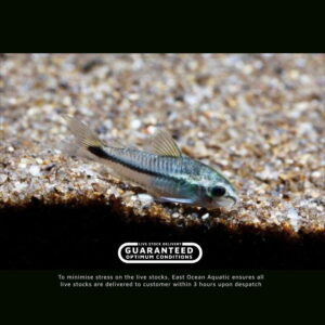 Pygmy Corydoras