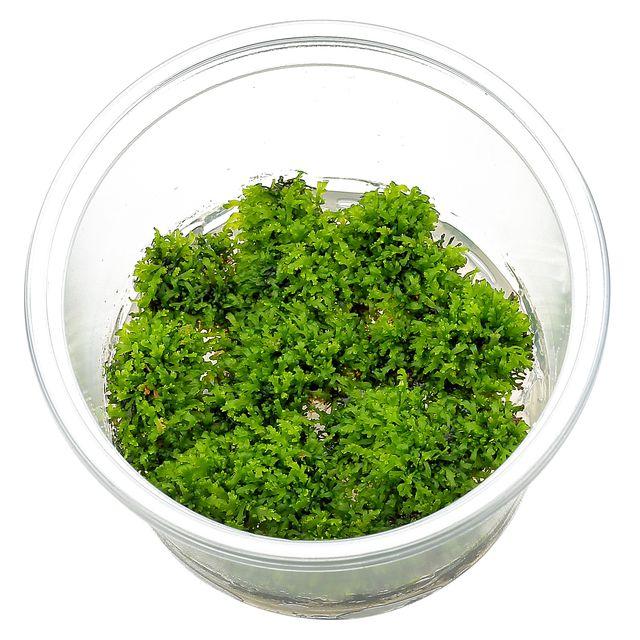 Dennerle Riccardia Chamedryfolia TC (Mini Pellia)