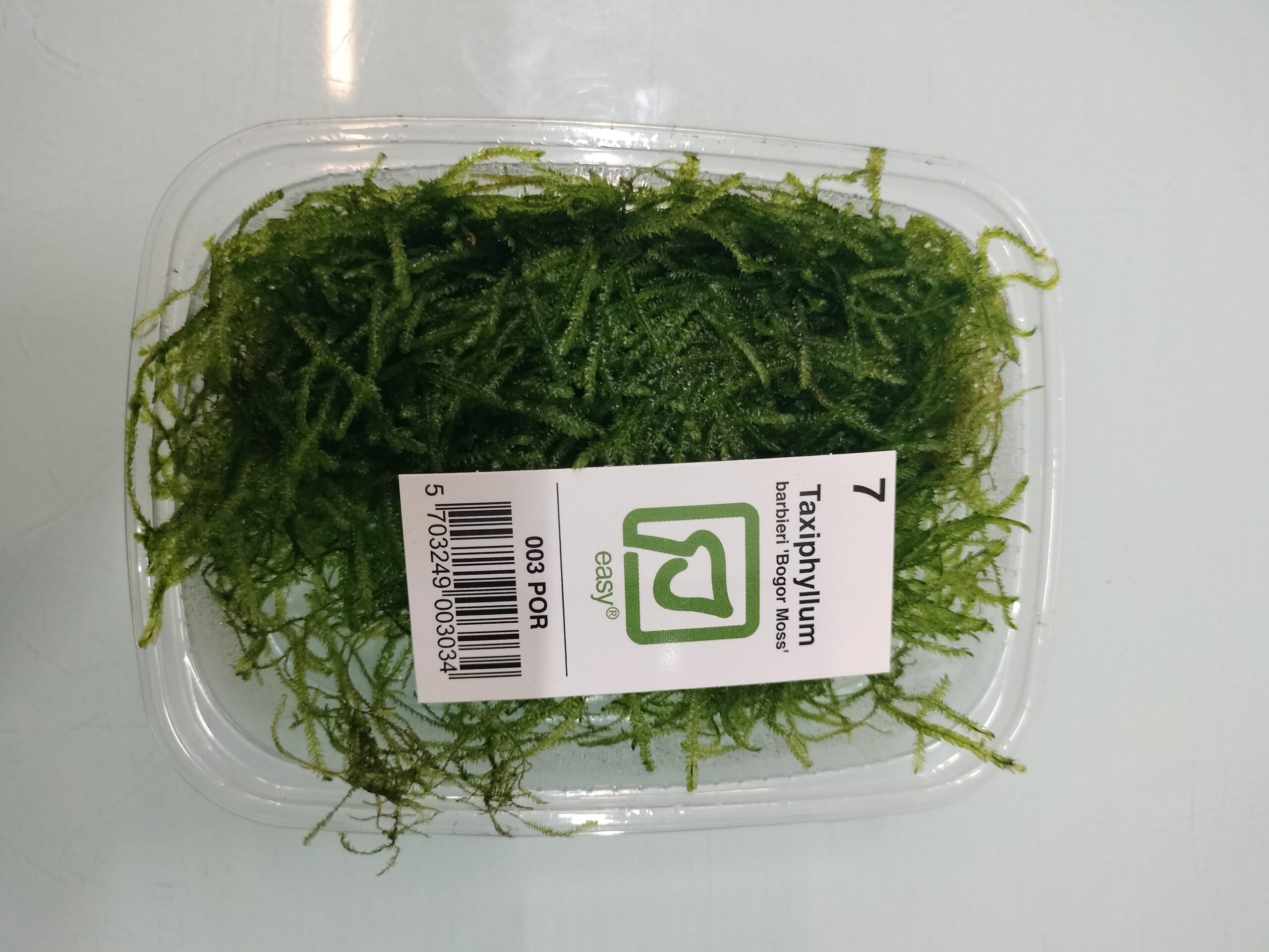 Taxiphyllum Barbieri Bogor Moss TROPICA 1-2-GROW!