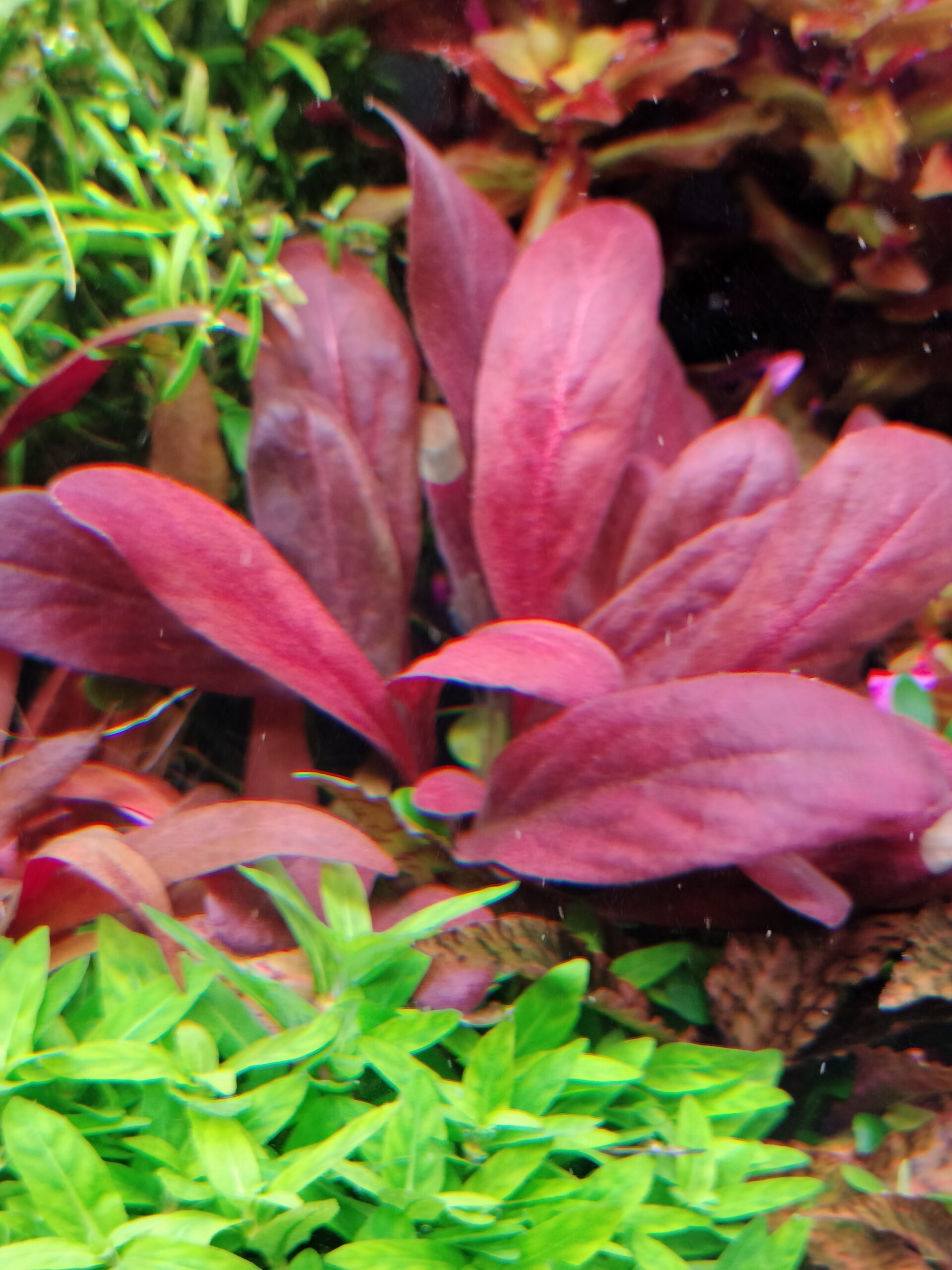 TCulture Samolus Parviflorus 'Red' (Pot)