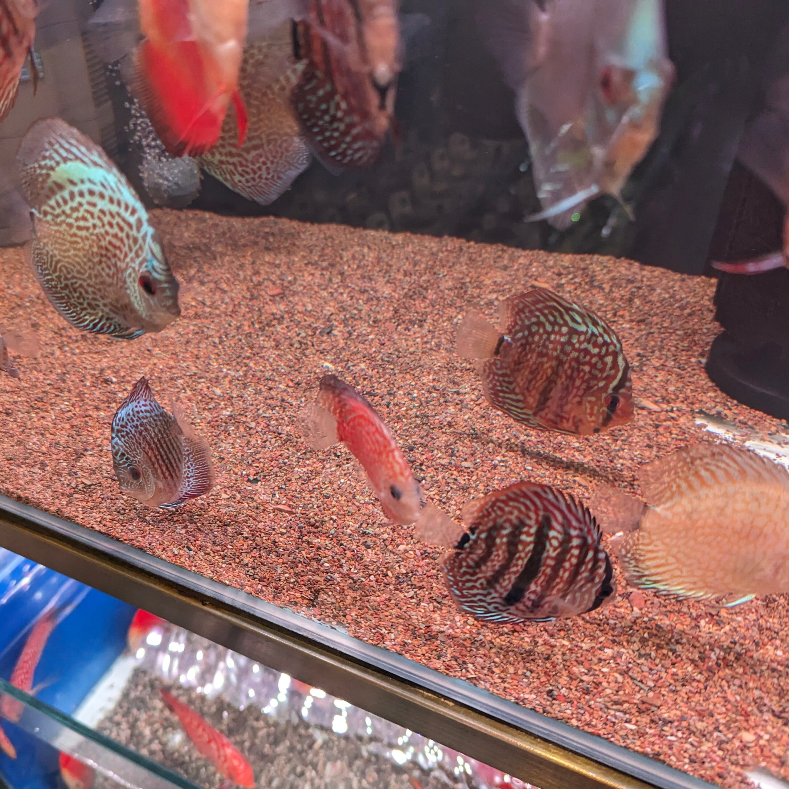 ANS Stream River Gravel/Sand (0.5-2mm, 5-15mm, 10-50mm)