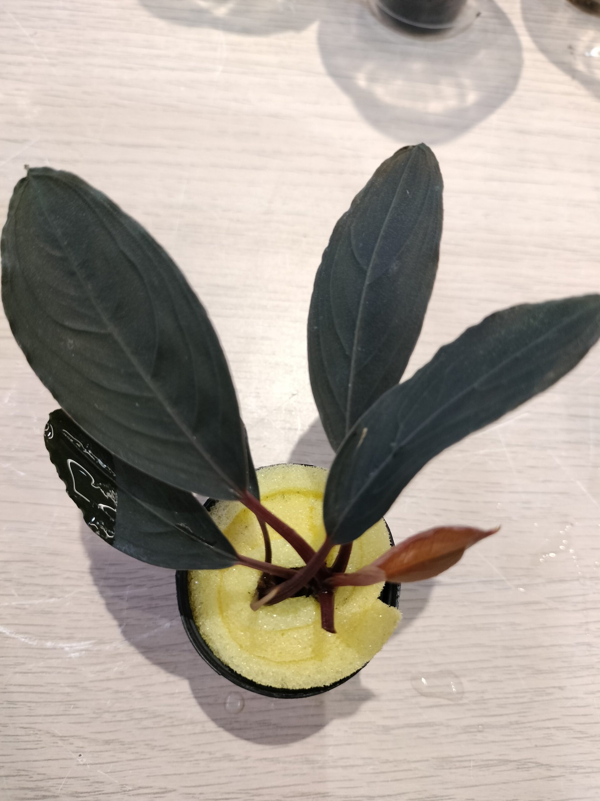 TCulture Buchepalandra SK Dark (Pot)