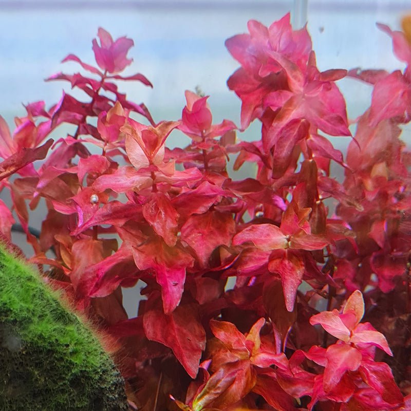 TCulture Rotala Macrandra (Pot/TC Cup)