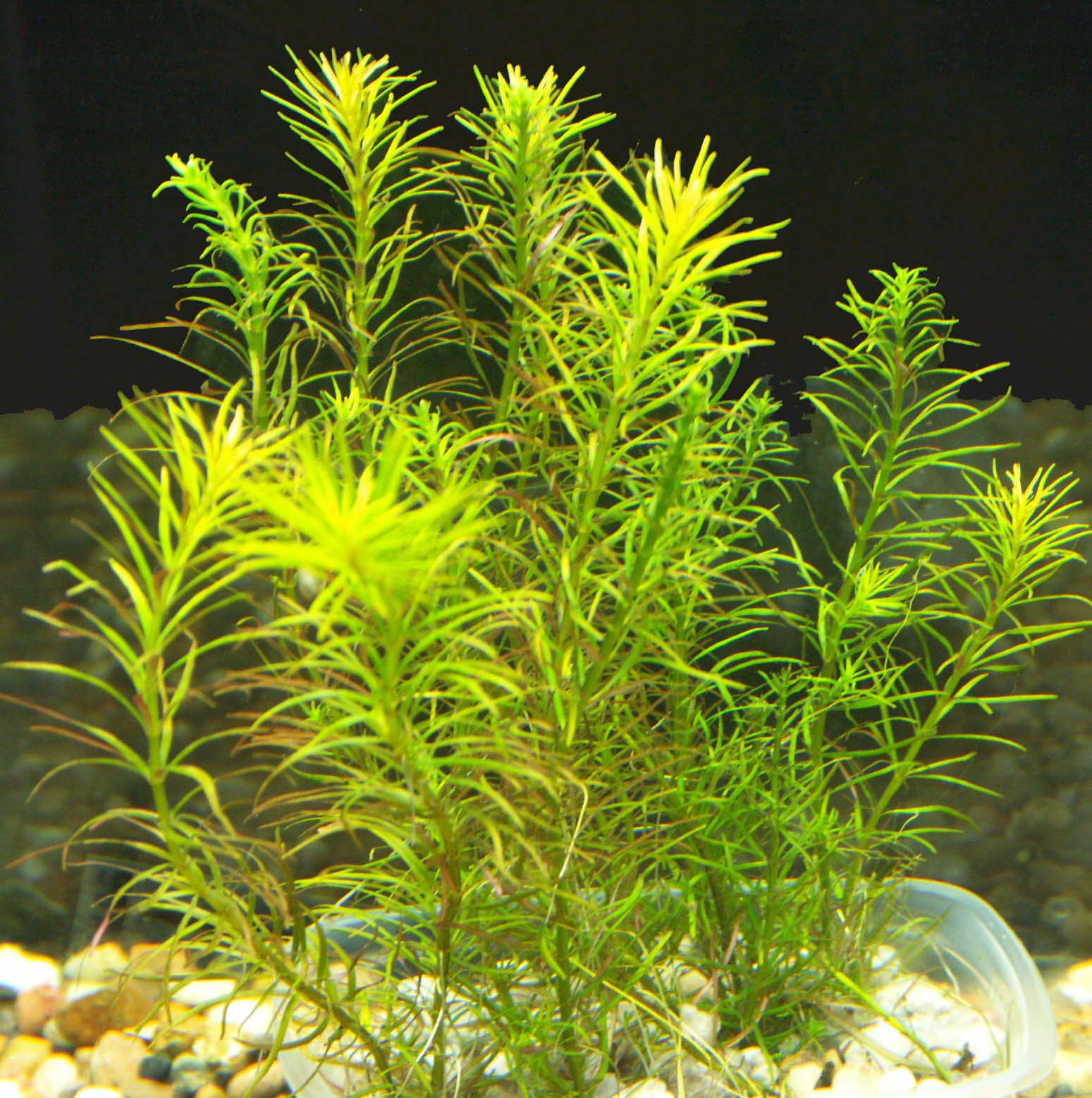 TCulture Rotala Sp. Nanjenshan (Pot)