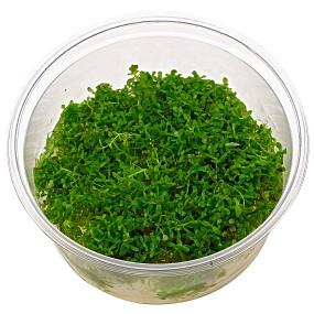 TCulture Rotala Rotundifolia (Pot/TC Cup)