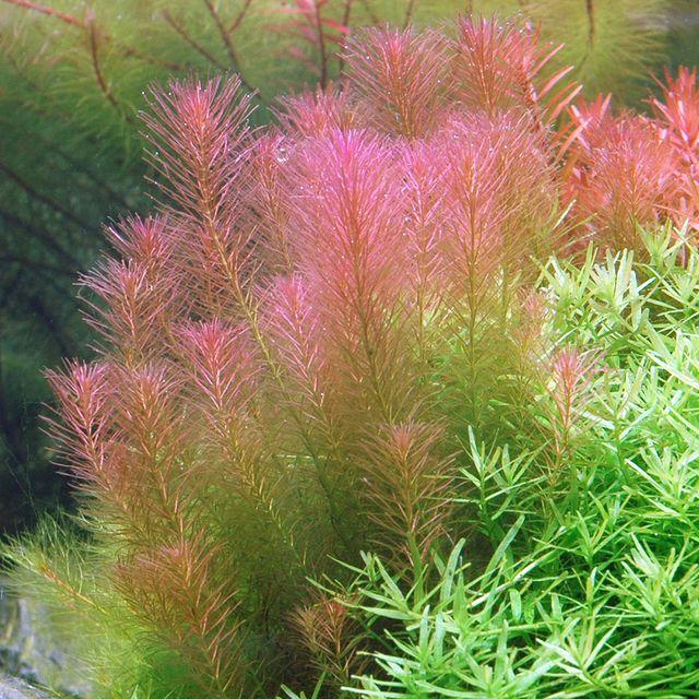 TCulture Rotala Wallichii (Pot/TC Cup)