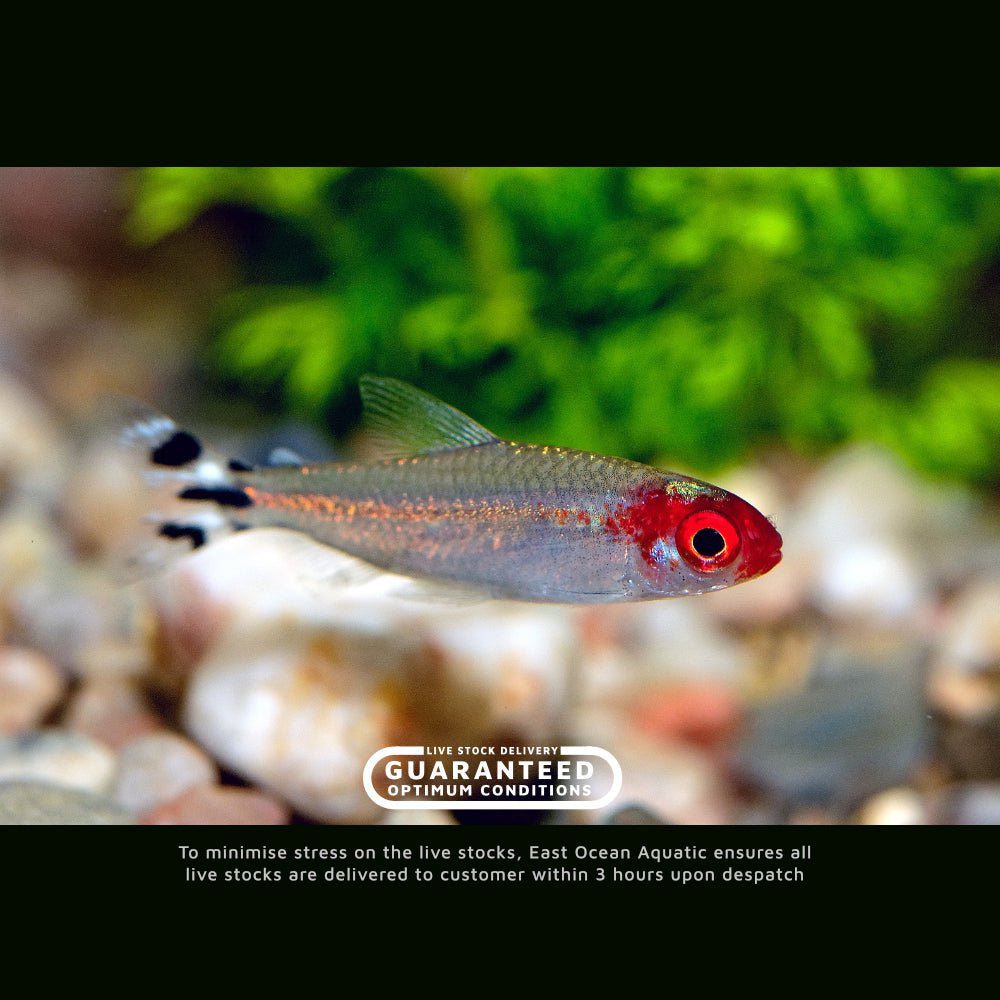 Rummy-nose Tetra