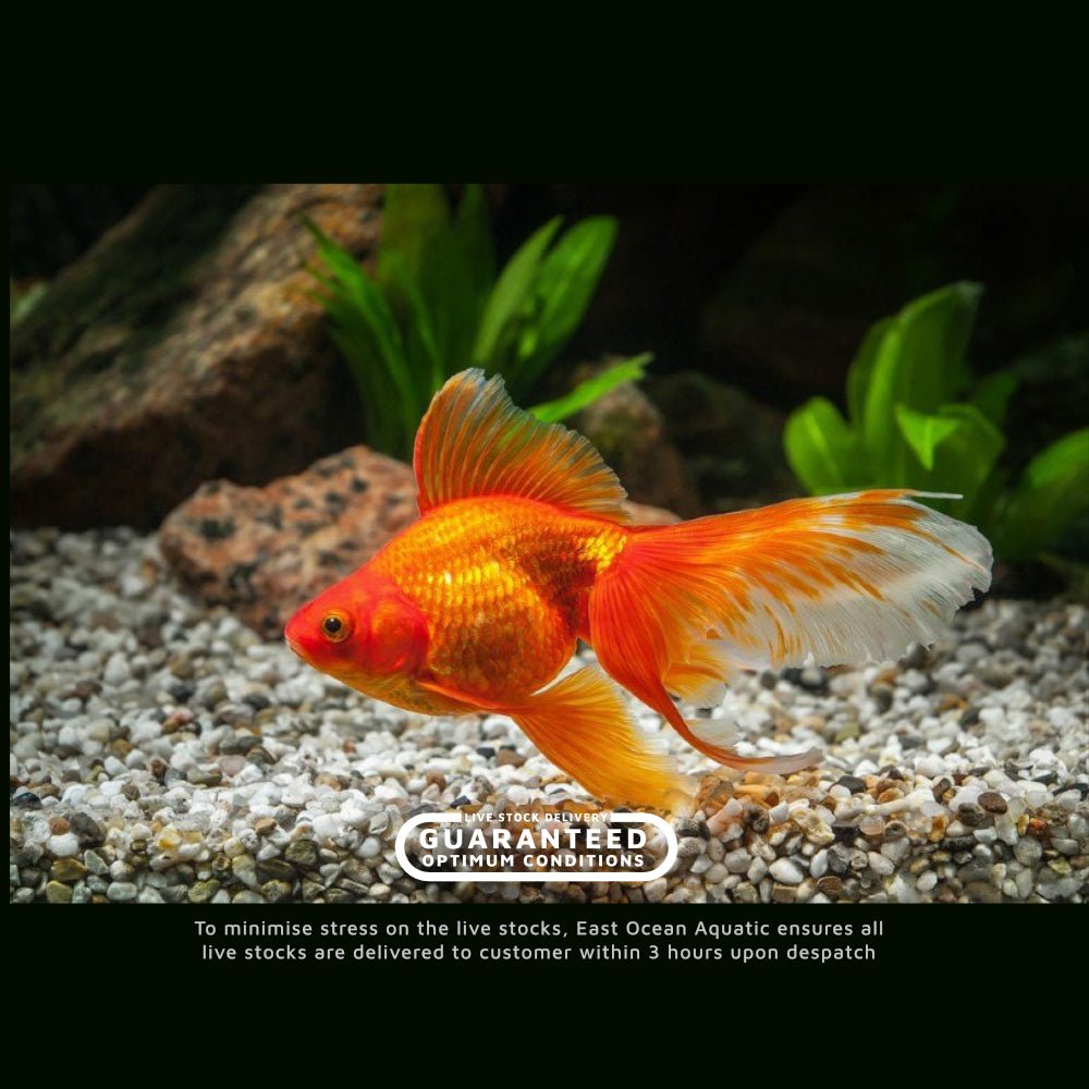 Ryukin Goldfish