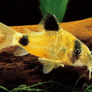 Golden Panda cory