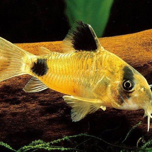 Golden Panda cory