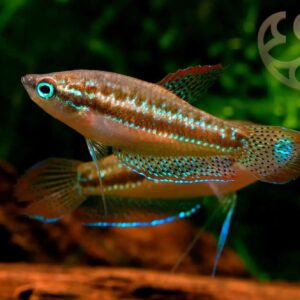 Sparkling Gourami