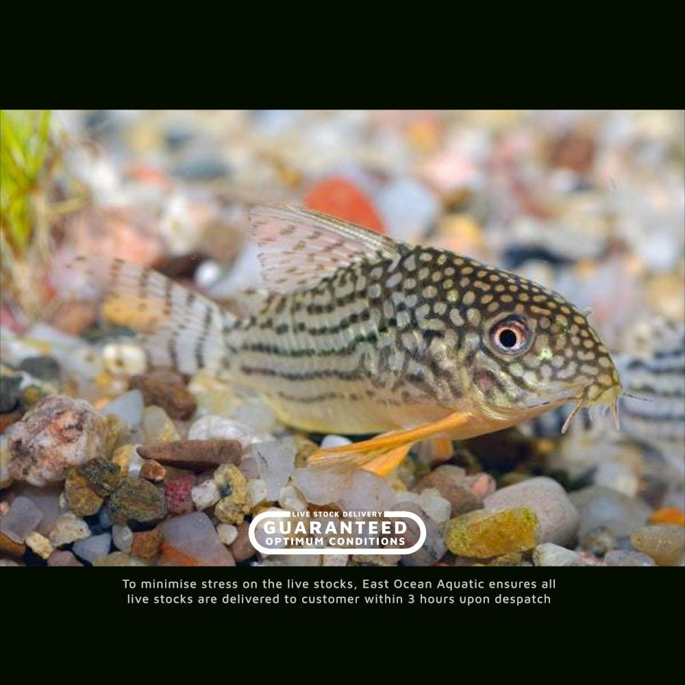 Sterbai Corydoras