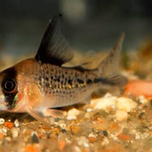 Axelrodi Corydoras
