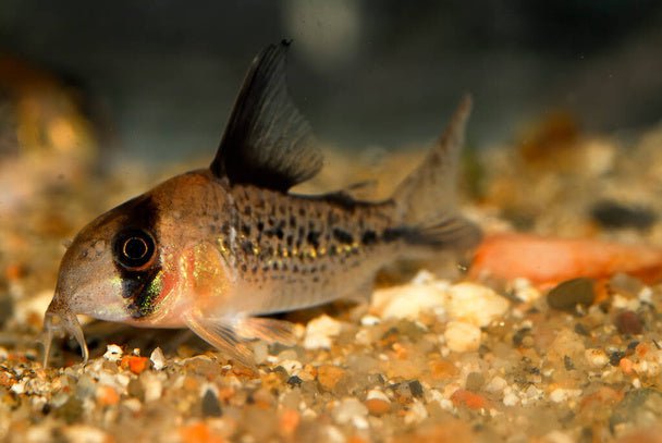 Axelrodi Corydoras