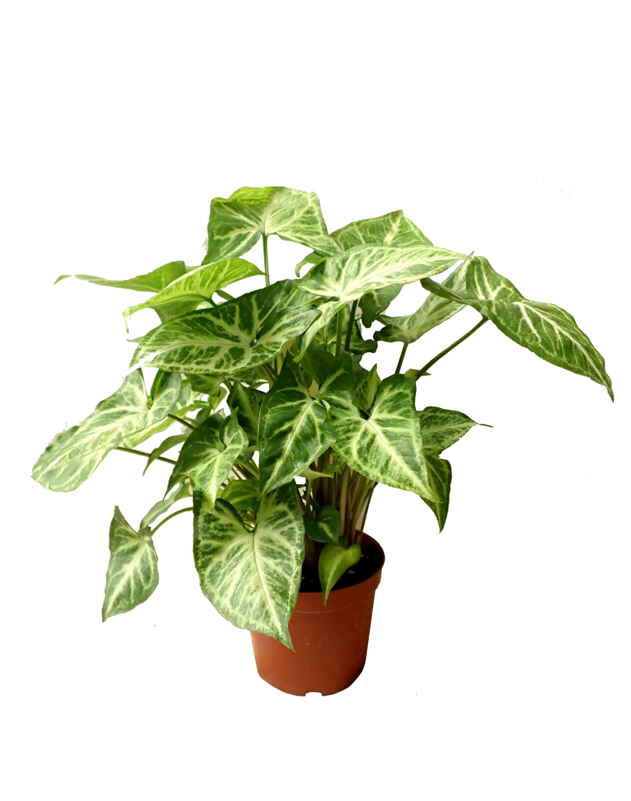 TCulture Syngonium Podophyllum 'White Butterfly' (Pot)