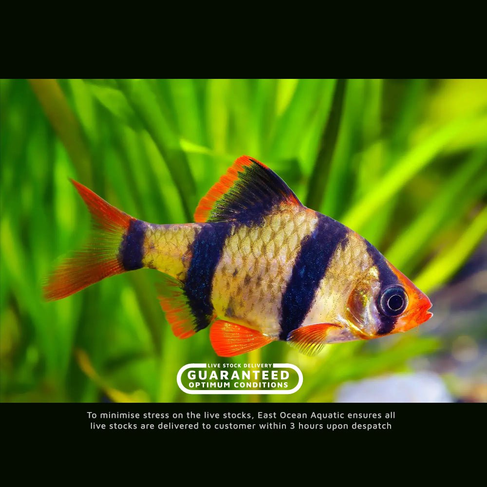 Tiger Barb