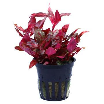 Alternanthera reineckii Rosanervig Tropica Pots