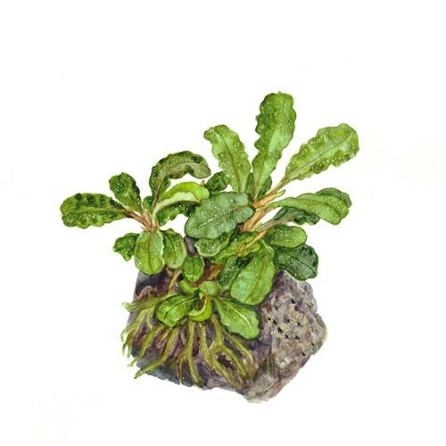 Bucephalandra 'Wavy Green' TROPICA Pots
