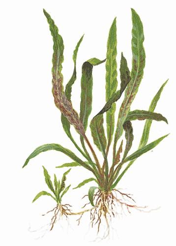 Cryptocoryne albida 'Brown'