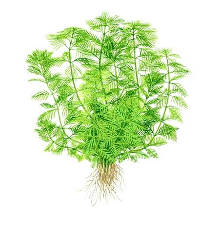 Myriophyllum mattogrossense Tropica Pots