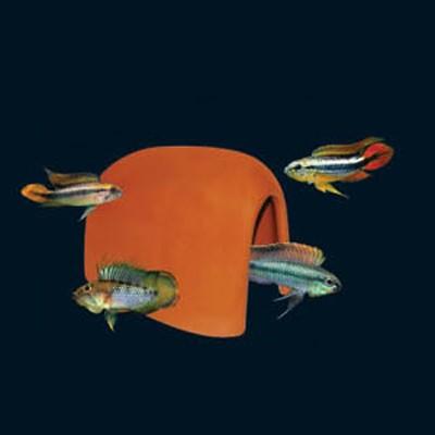 UP AQUA Deco (Various Design)