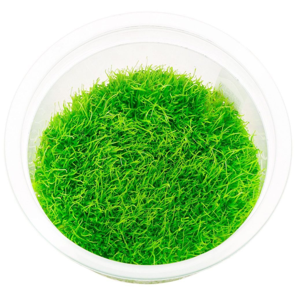 TCulture Utricularia Graminifolia (TC Cup)