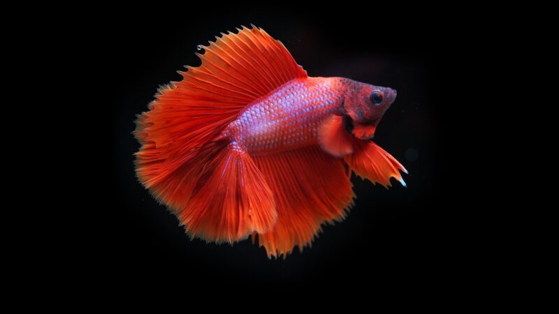 siamese fighting fish, fighting fish, fish, betta fish, nature, betta splendens, aquatic animal, animal, wildlife
