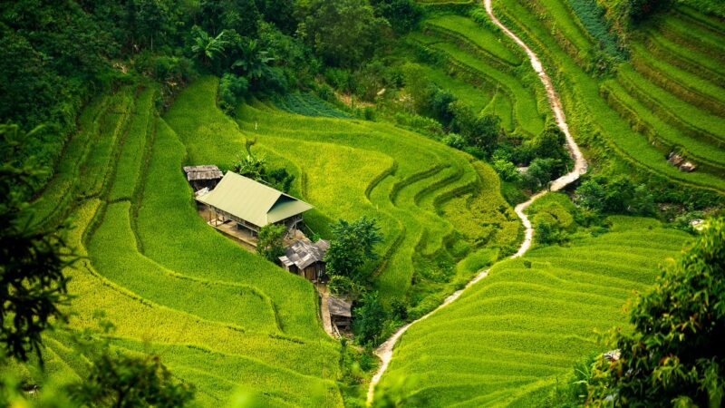 apartment, nature, curve, path, step, paddy field, oasis, isolation, tree