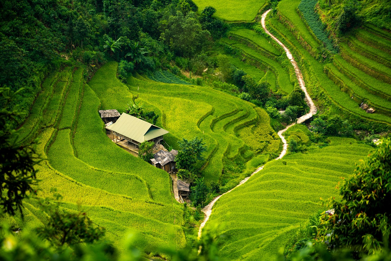 apartment, nature, curve, path, step, paddy field, oasis, isolation, tree