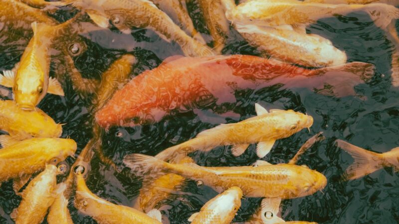fish, pond, marine, species, water, koi, cyprinus carpio, swimming, nature, fish, fish, fish, fish, fish
