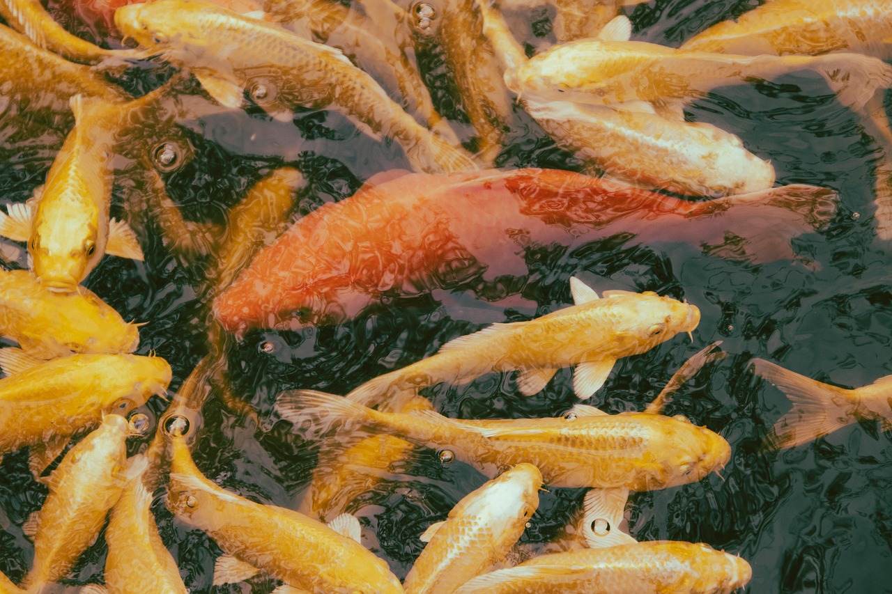 fish, pond, marine, species, water, koi, cyprinus carpio, swimming, nature, fish, fish, fish, fish, fish