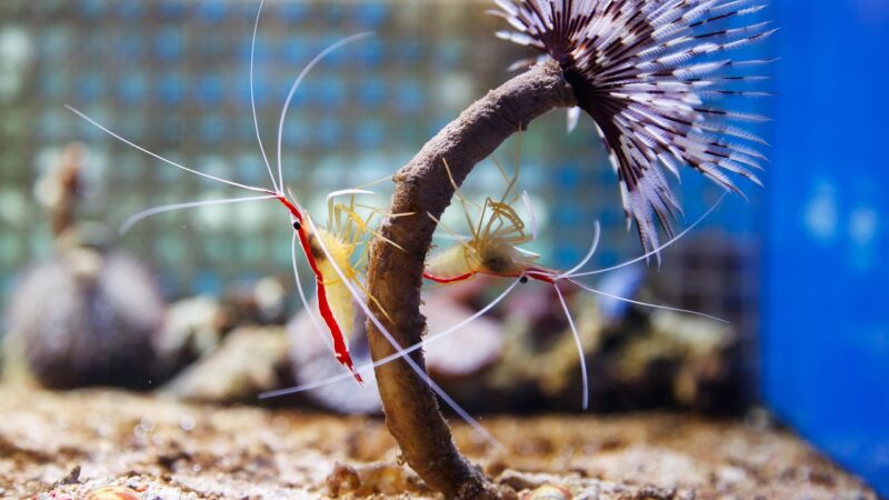 10 gallon shrimp tank freshwater shrimp aquarium — featured image for 10 gallon shrimp tank complete guide