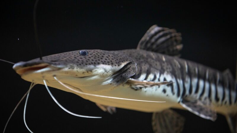 fish, aquarium, fish tank, nature, animal