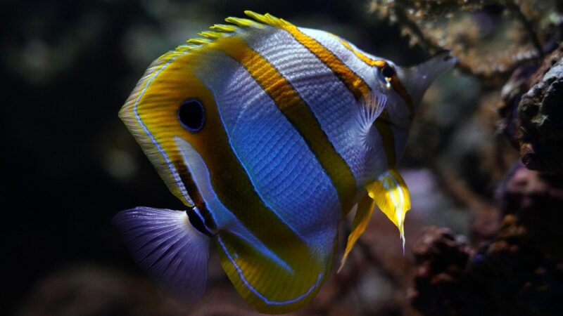 15 gallon planted tank planted aquarium — featured image for 15 gallon planted tank setup guide