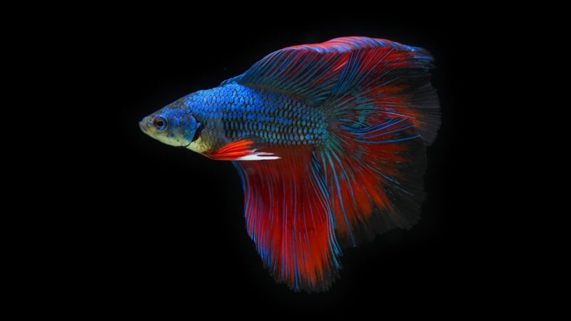 fish, betta fish, animal, scales, aquarium, ornamental fish, nature, swimming, macro, fighting fish, fish thailand, betta spl